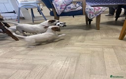 Jack Russell dogs for sale: Two girl puppies available  - Image 12