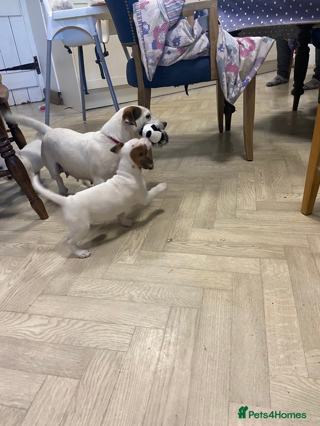 Jack Russell dogs for sale: Two girl puppies available  - Image 12