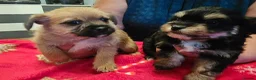 Mixed Breed dogs for sale:  Adorable Chihuahua-Mix Puppies - Advert 1