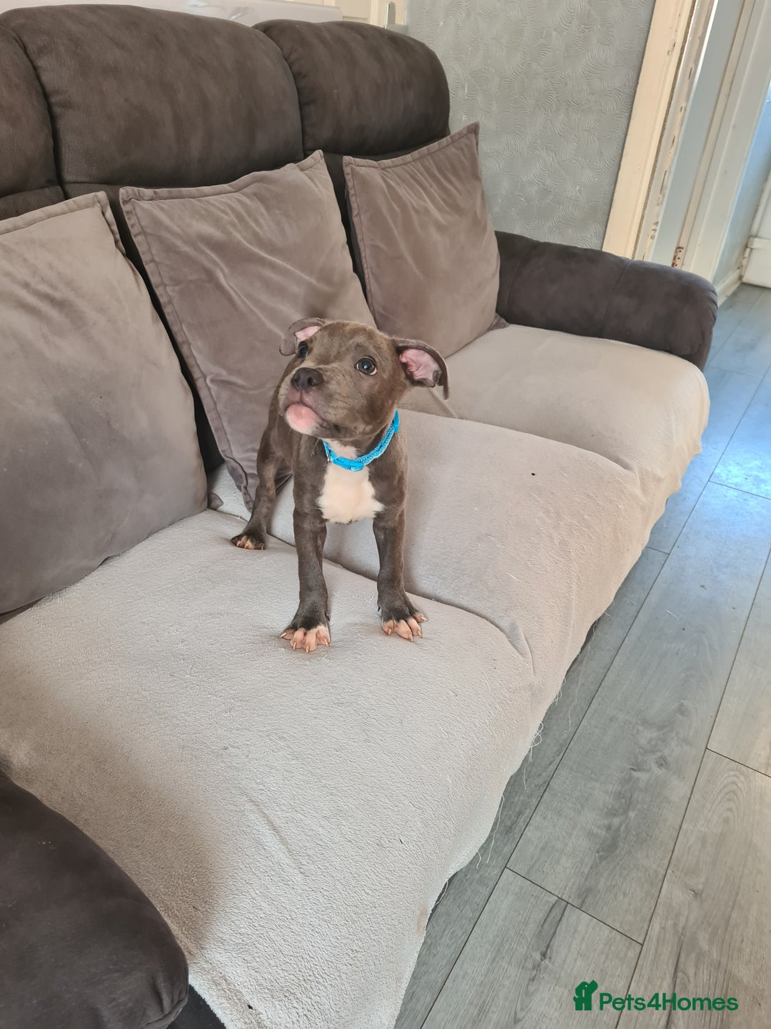 Staffordshire Bull Terrier dogs for sale: Lovely puppy  in Coventry - Image 24