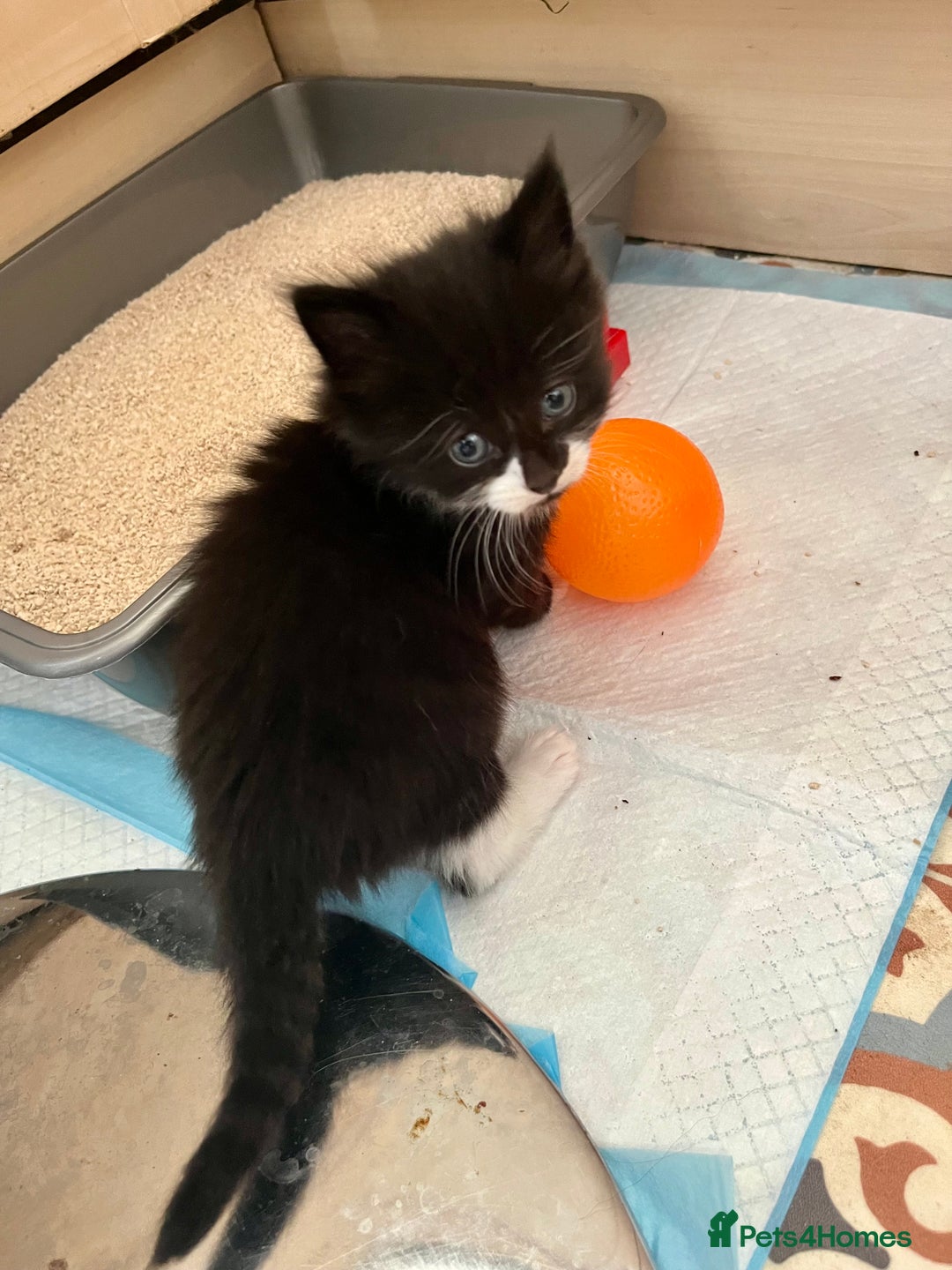 Mixed Breed cats for sale: 4 Mix Breed Kittens for sale - Image 15