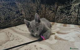 Russian Blue cats for sale: **TICA full pedigree Russian Blue kittens - Image 27