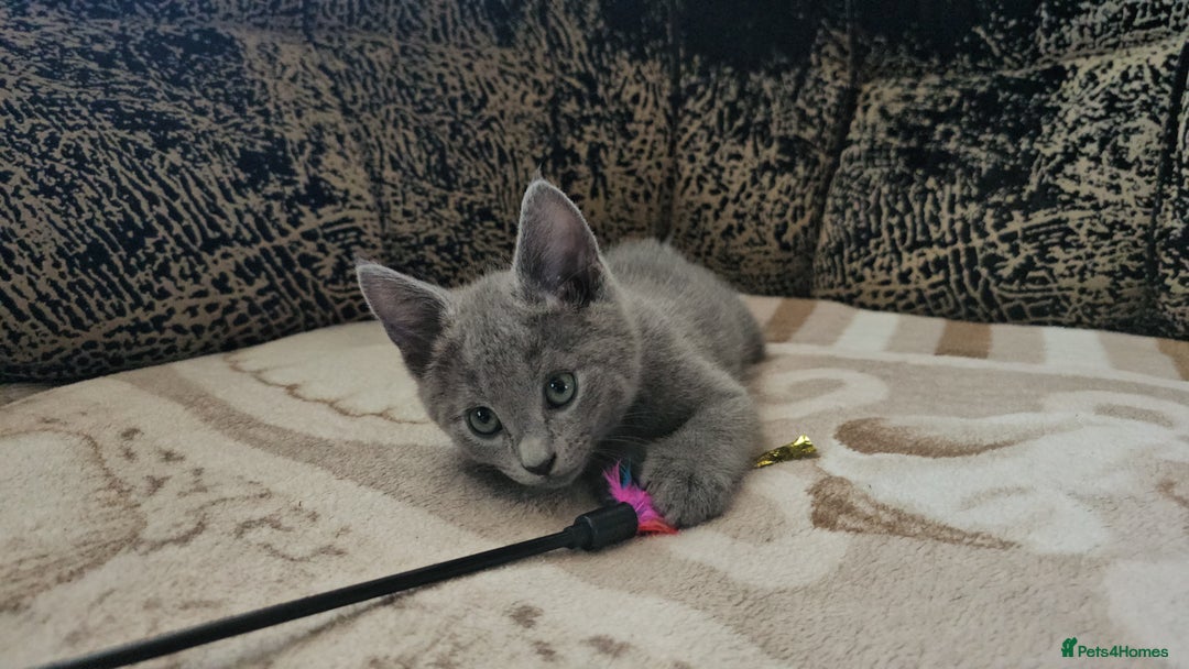 Russian Blue cats for sale: **TICA full pedigree Russian Blue kittens - Image 27
