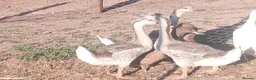 Geese poultry for sale: Trio of grey chinese geese - Advert 2