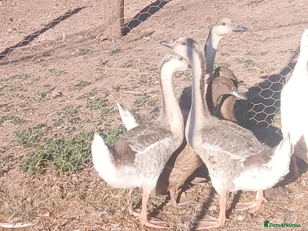 Geese poultry for sale: Trio of grey chinese geese - Advert 2