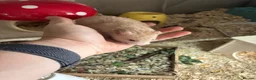 Hamster rodents for sale: Hamster and full set up for sale  - Advert 2