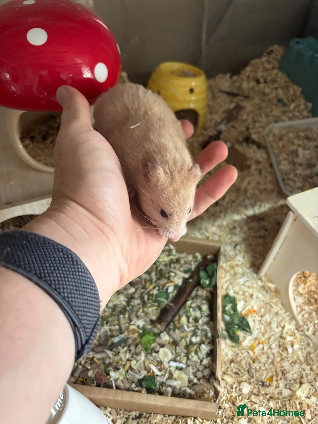 Hamster rodents for sale: Hamster and full set up for sale  - Advert 2
