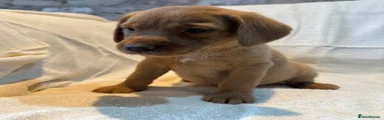 Labrador Retriever 2