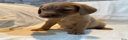 Labrador Retriever dogs for sale: Labradors FOX RED - Advert 4