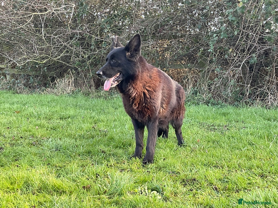 German Shepherd dogs for sale: 2 retired bitches looking for a loving home  - Advert 9