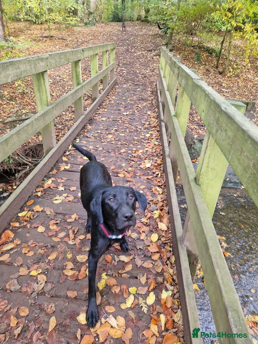 Labrador Retriever dogs for sale: Poppy 1 year old female labrador  - Advert 1