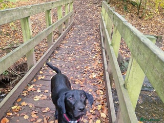 Labrador Retriever dogs Poppy 1 year old female labrador - Advert 1