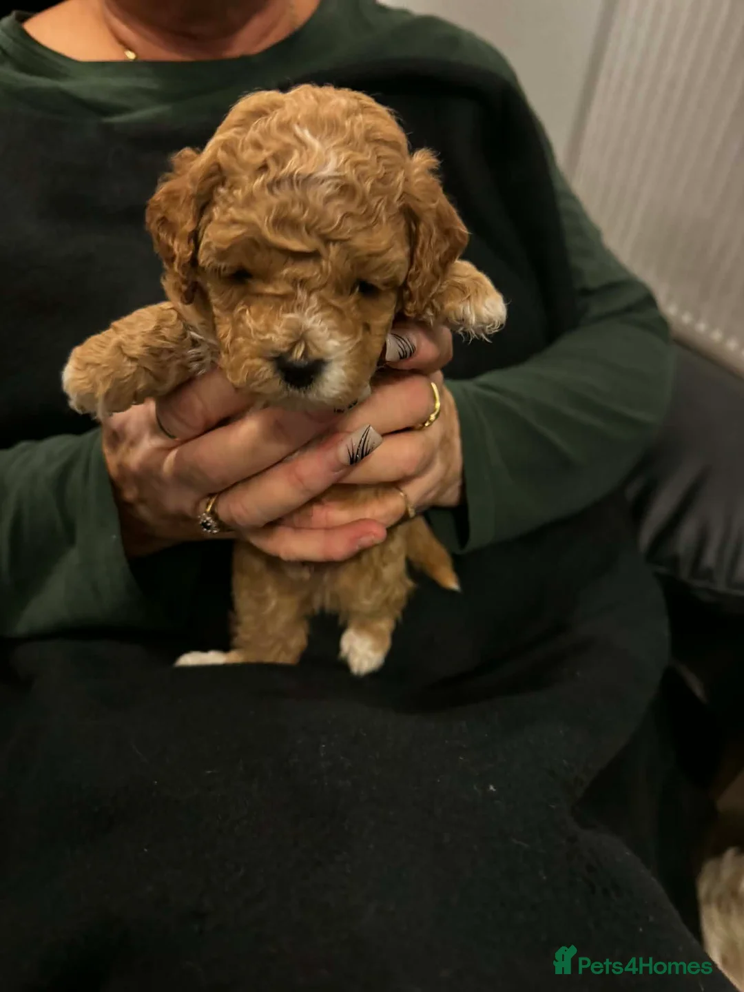 Lhasapoo dogs for sale: Lhasapoo puppies - Advert 4