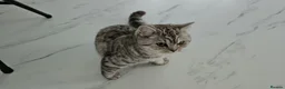British Shorthair cats for sale: British shorthair champion GCCF registered  - Advert 9