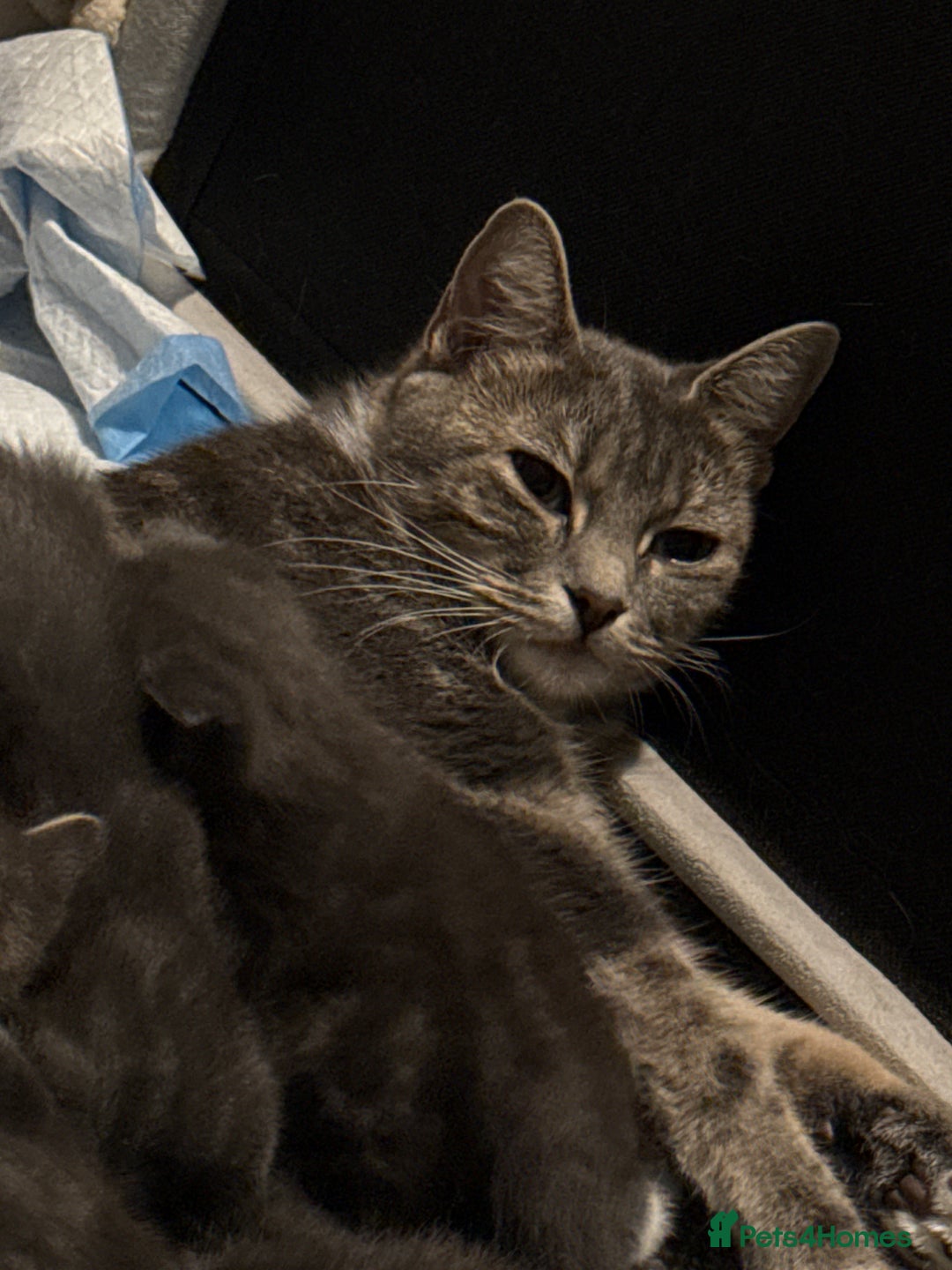 British Shorthair cats for sale: British short hair x domestic kittens  - Image 17