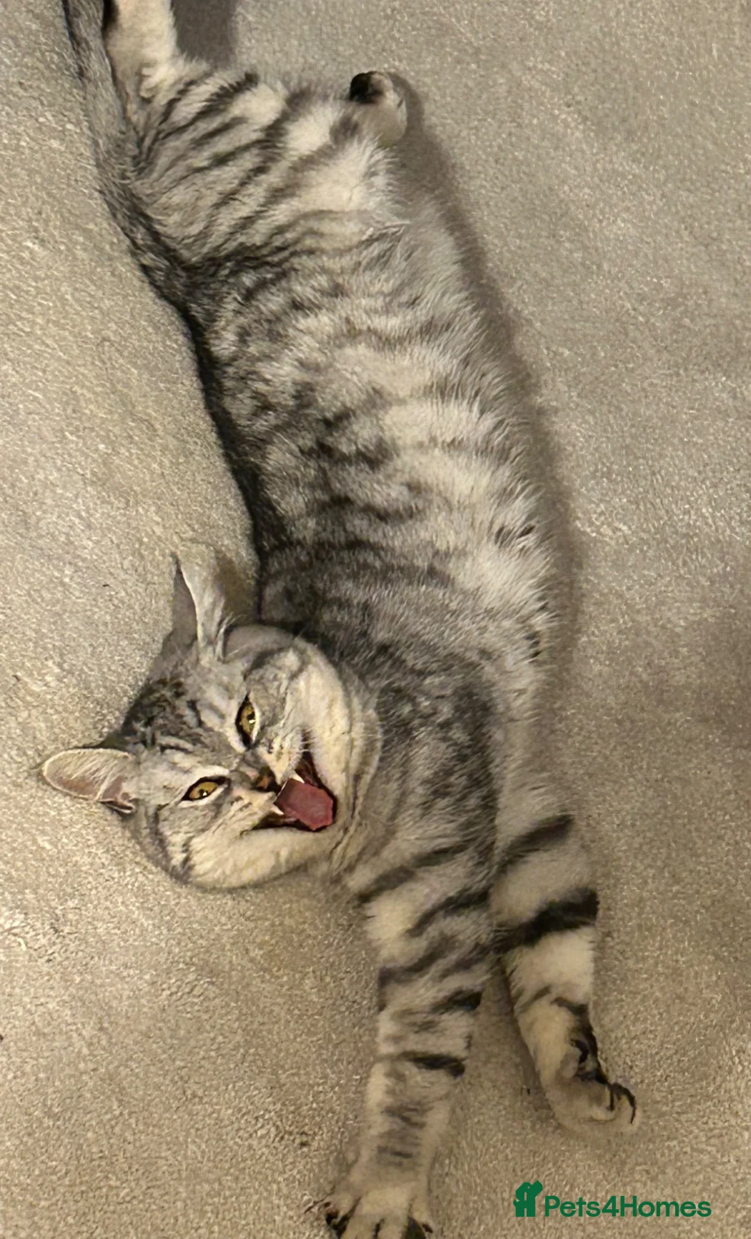 British Longhair cats for sale:     Beautiful Chinchilla x British Shorthair Male  in Letchworth Garden City - Advert 1