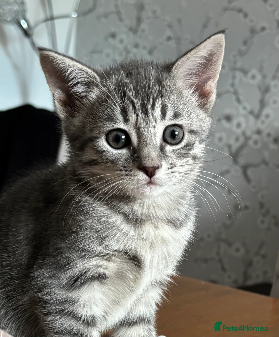 Domestic Shorthair cats for sale: Beautiful grey kittens available from 15 February  - Advert 13