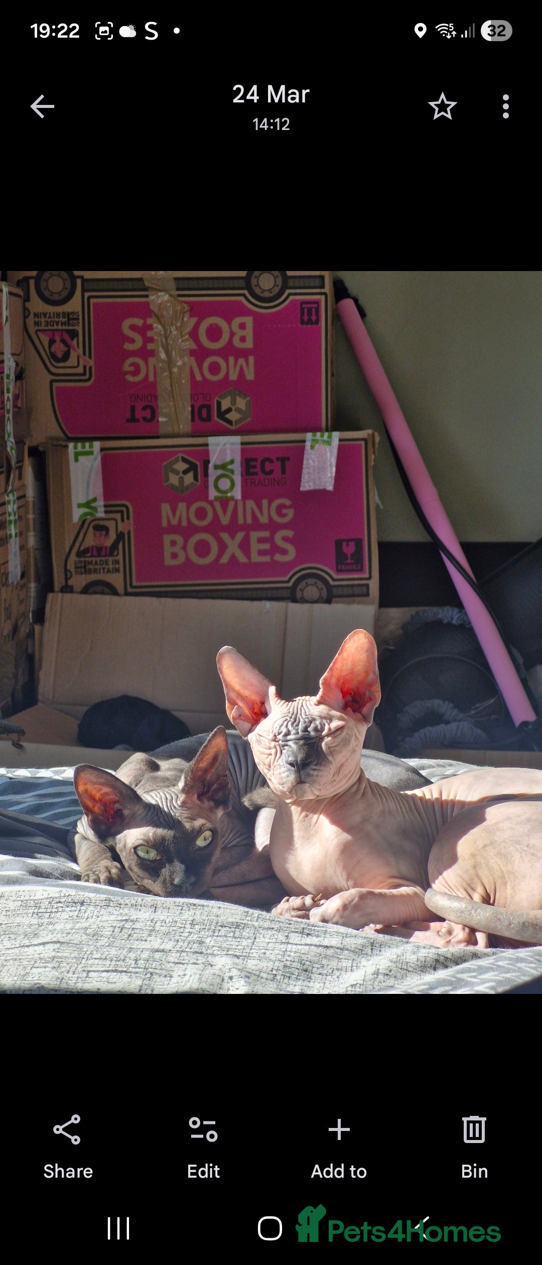 Sphynx cats for sale: 2 year old female seal point  - Advert 12