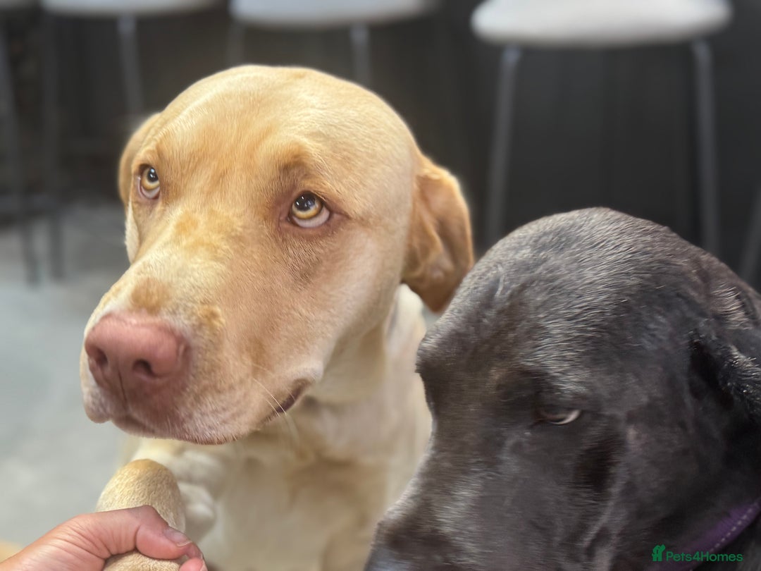 Labrador Retriever dogs for sale: 1 Excellent, outstanding male ready 9 November  - Image 4