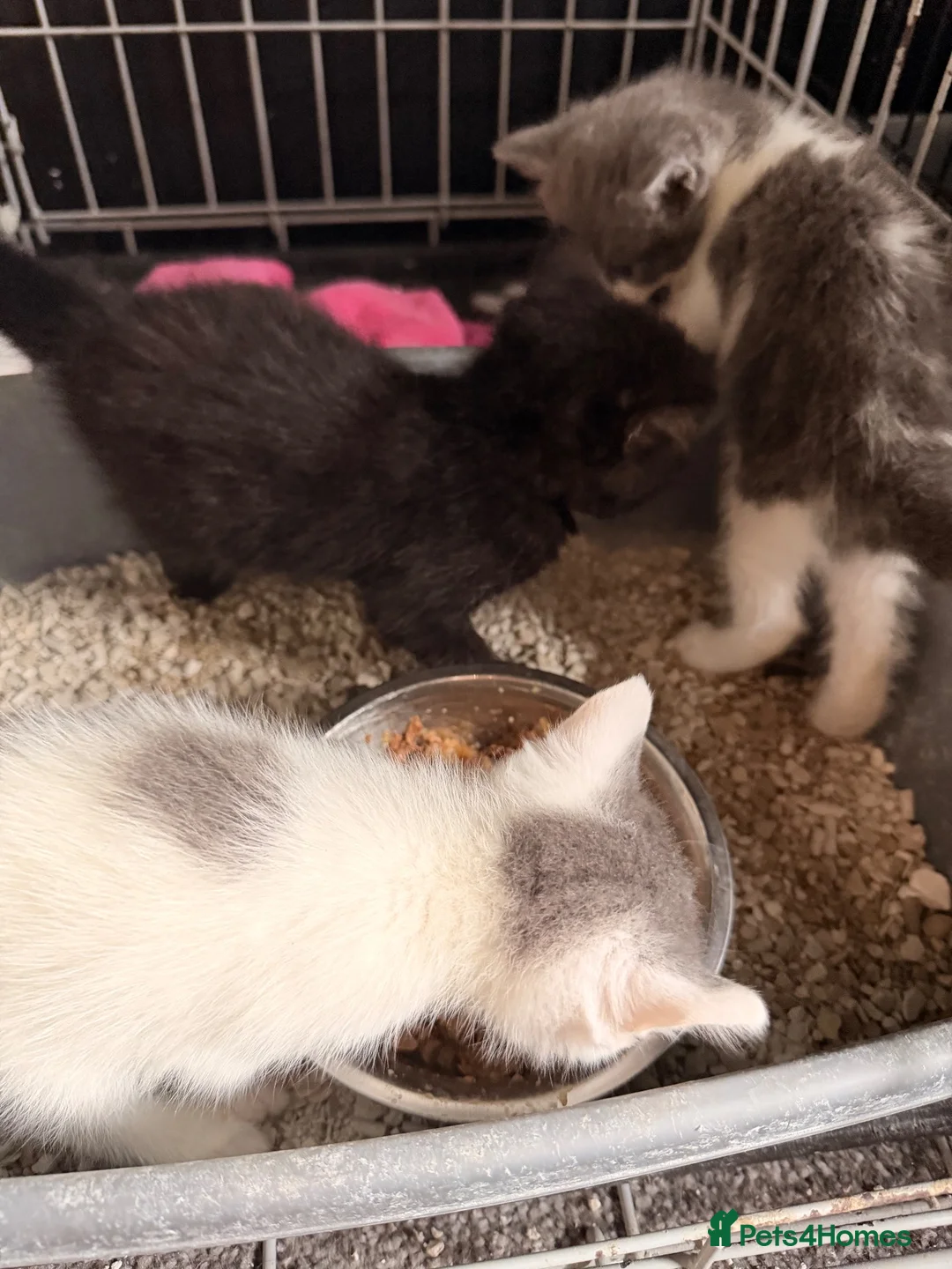 British Shorthair cats for sale: *** Beautiful Kittens*** - Advert 13