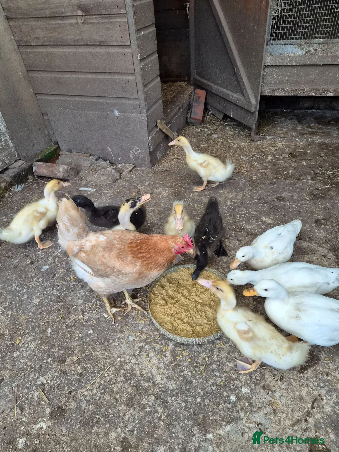Mixed Breed poultry for sale: 4 white ducklings for sale £15 each  in Manchester - Advert 2
