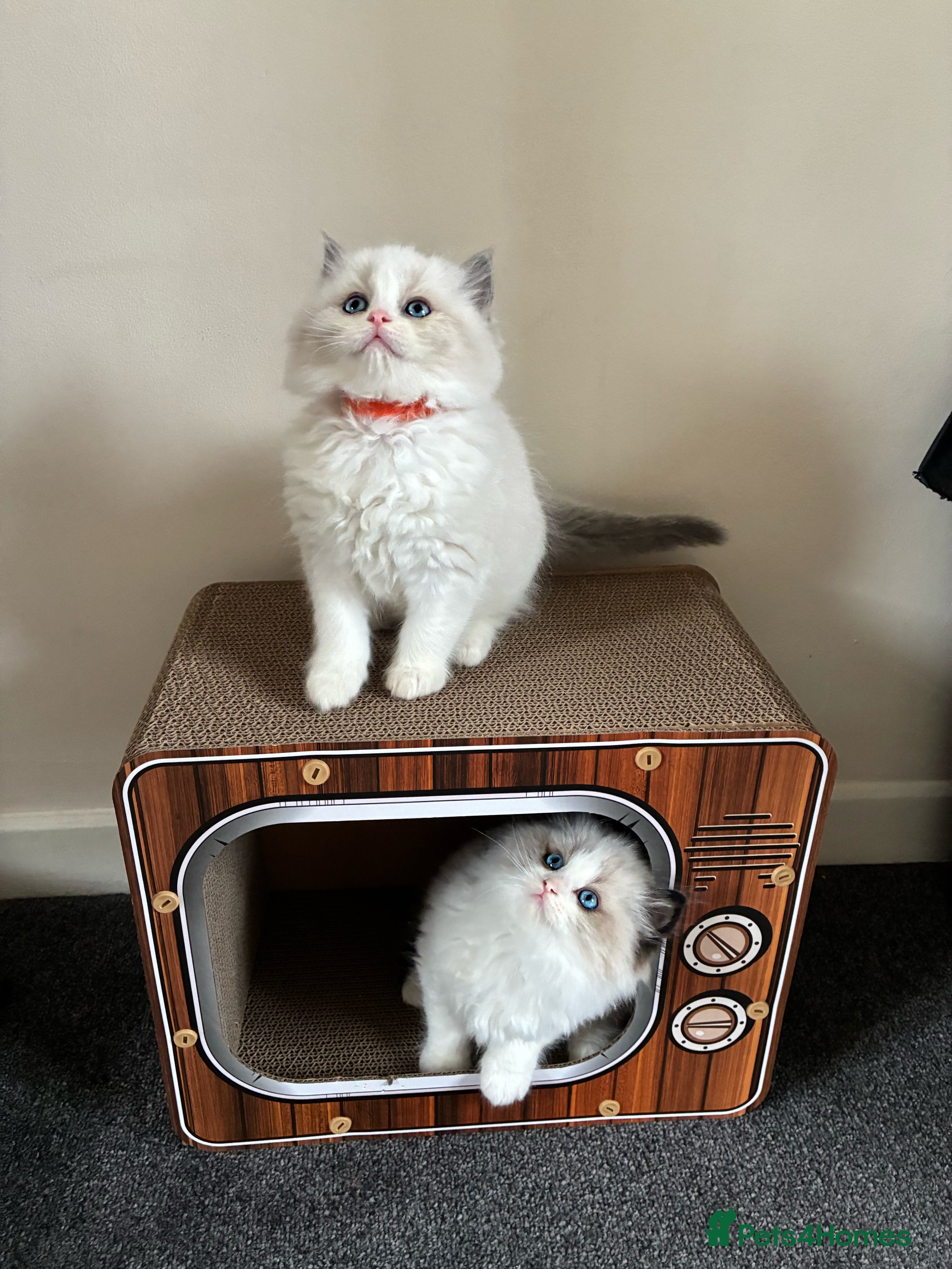 Ragdoll cats Stunning GCCF Bi-color Ragdoll Kittens - Advert 18