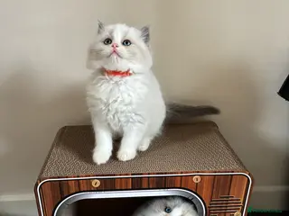 Ragdoll cats Stunning GCCF Bi-color Ragdoll Kittens - Advert 18