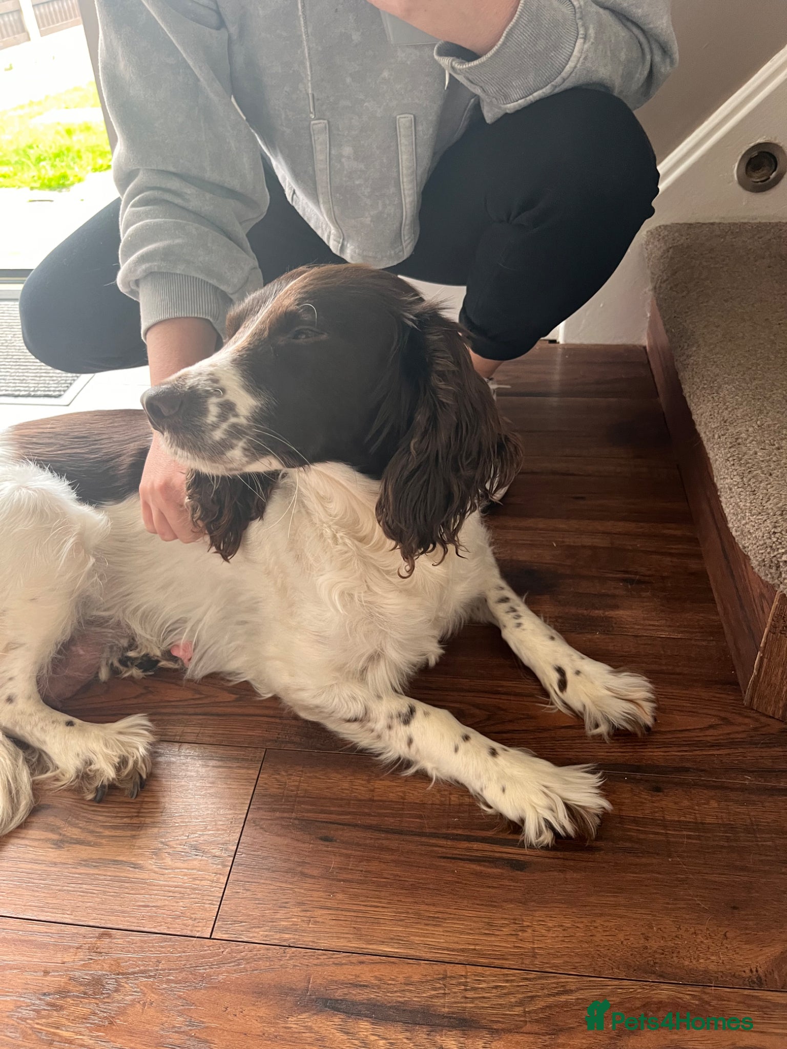 English Springer Spaniel dogs Bella-rose - Advert 2