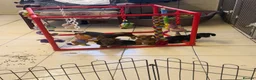 Dachshund dogs for sale: Miniature Dachshund - Advert 3