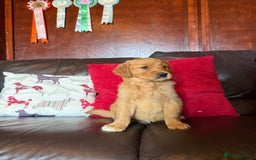 Golden Retriever dogs for sale: Chunky red golden retriever puppies  - Image 5