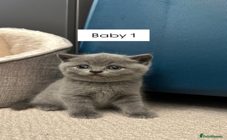 British Shorthair cats - Advert 13