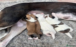 Lurcher dogs for sale: Lurcher pups  - Image 3
