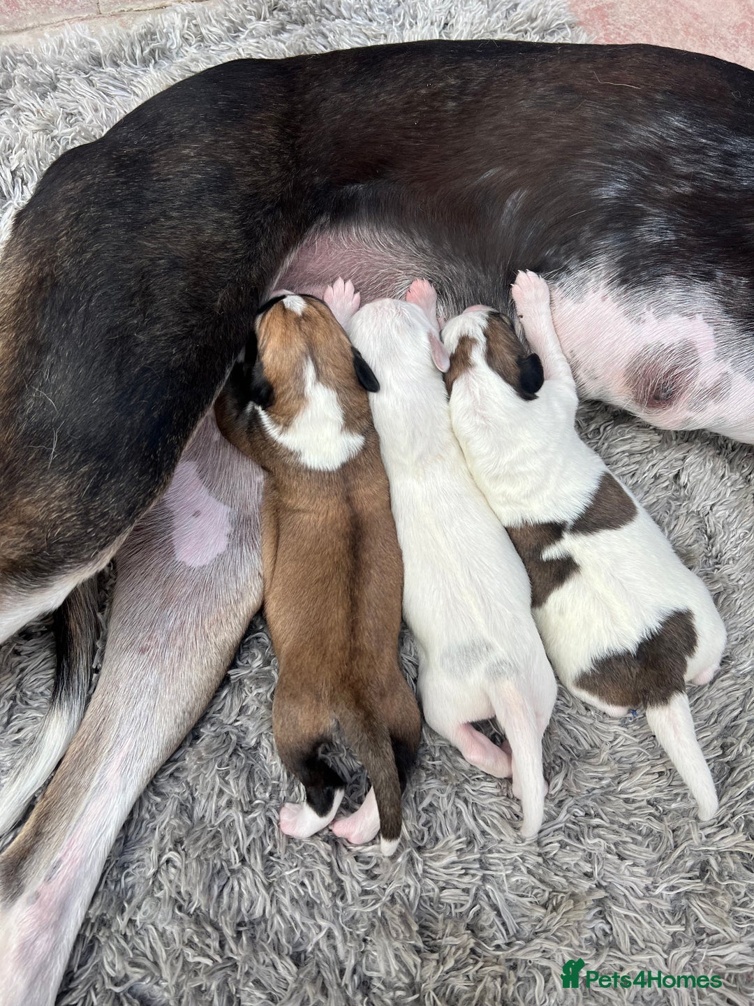 Lurcher dogs for sale: Lurcher pups  - Image 3