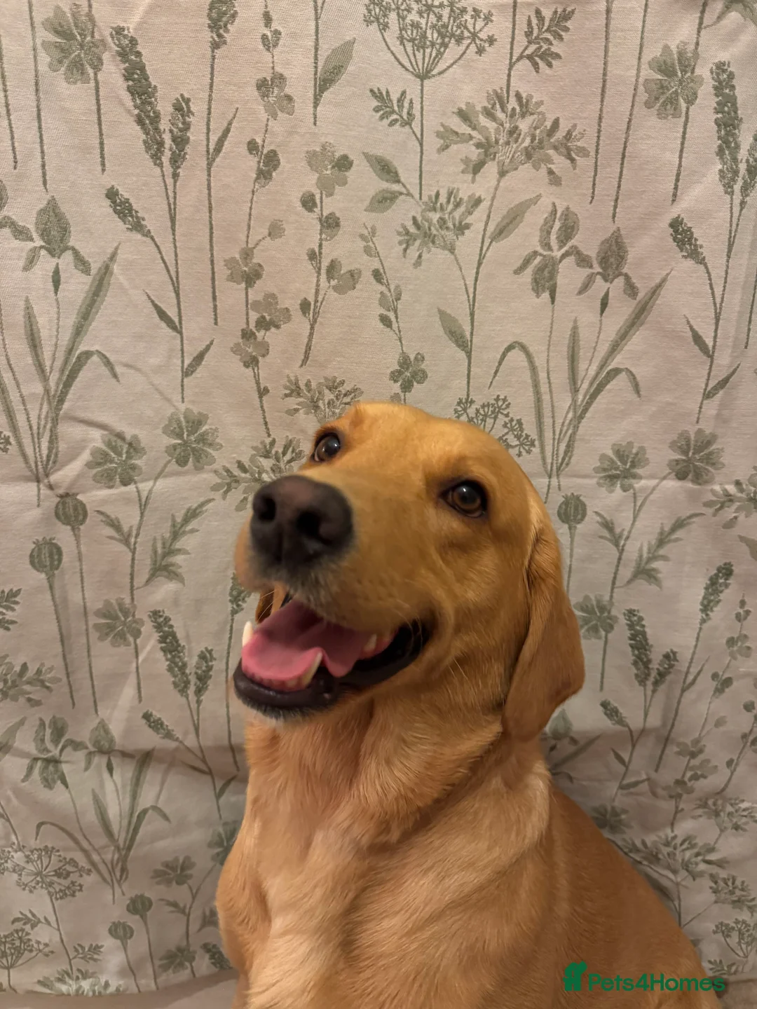 Labrador Retriever dogs for sale: Fox red Irish Labrador for loving family - Advert 13