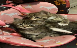 Mixed Breed cats for sale: Adorable kitten's  - Image 8
