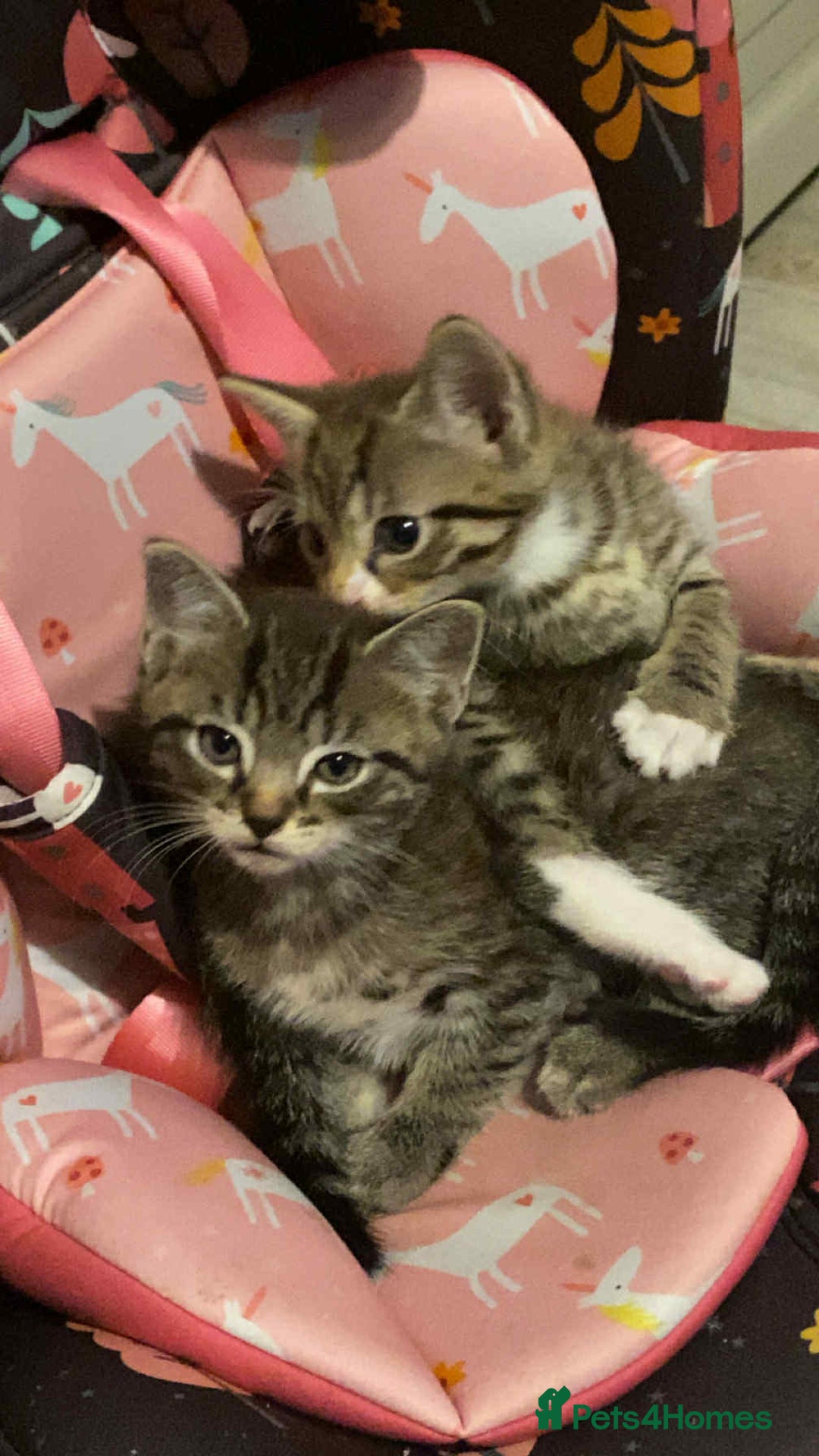 Mixed Breed cats for sale: Adorable kitten's  - Image 8