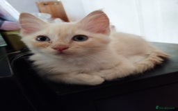 Ragdoll cats for sale: Traditional Ragdolls and Mink Ragdolls in Daventry - Image 24
