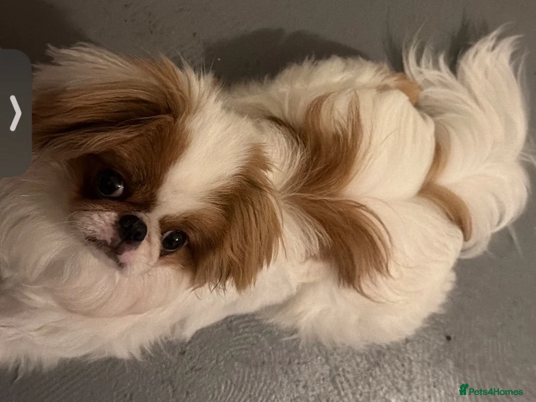 Japanese Chin dogs for sale: Healthy male puppy very adventurous  - Advert 1