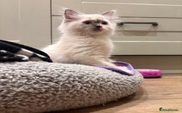 Ragdoll cats for sale: Ragdoll Kitten - Image 3