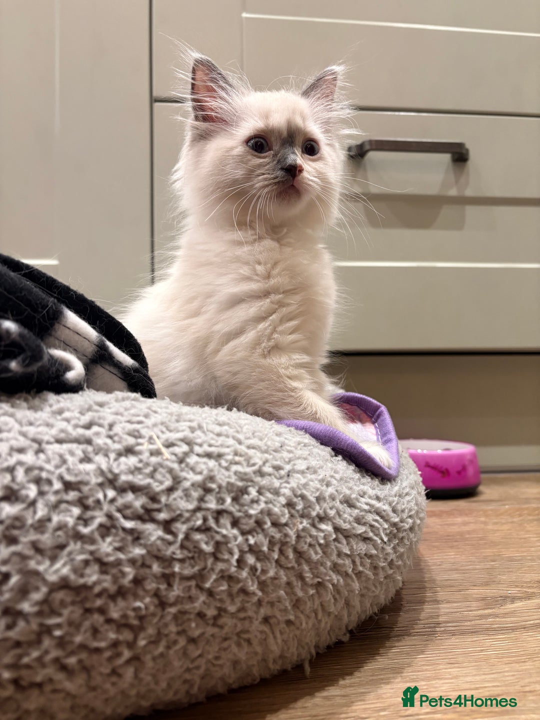 Ragdoll cats for sale: Ragdoll Kitten - Image 3