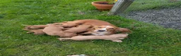 Cocker Spaniel dogs for sale: KC registered working cocker spaniel boys in Okehampton - Advert 8
