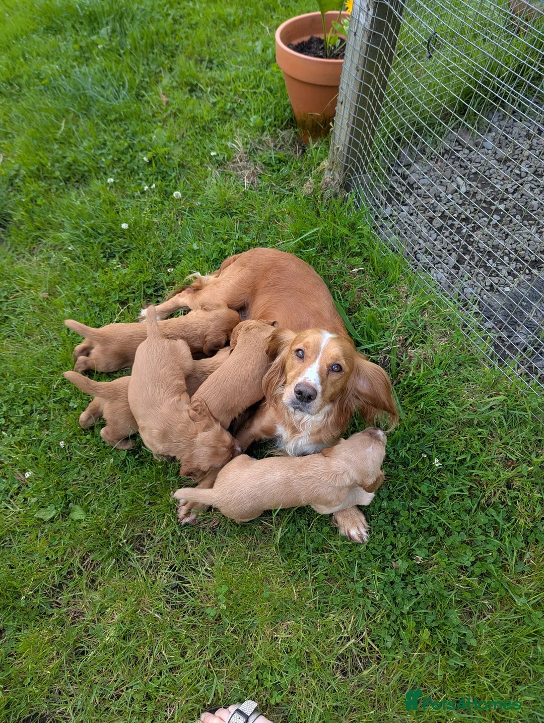 Cocker Spaniel dogs for sale: KC registered working cocker spaniel boys in Okehampton - Advert 8