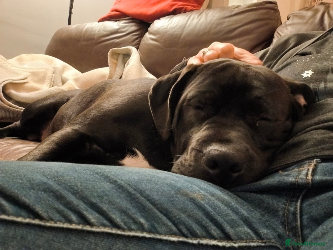 Mixed Breed dogs for sale: Big beautiful staffy cross - Advert 2