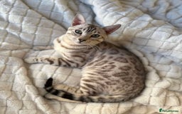 Bengal cats for sale: Pure snow Bengal beautiful markings  - Image 1