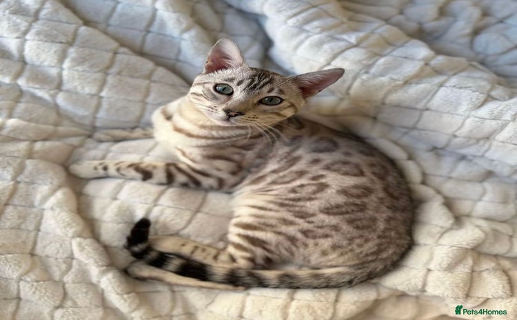 Bengal cats - Advert 1