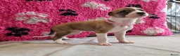 Lurcher dogs for sale: Lurcher pups - Advert 10