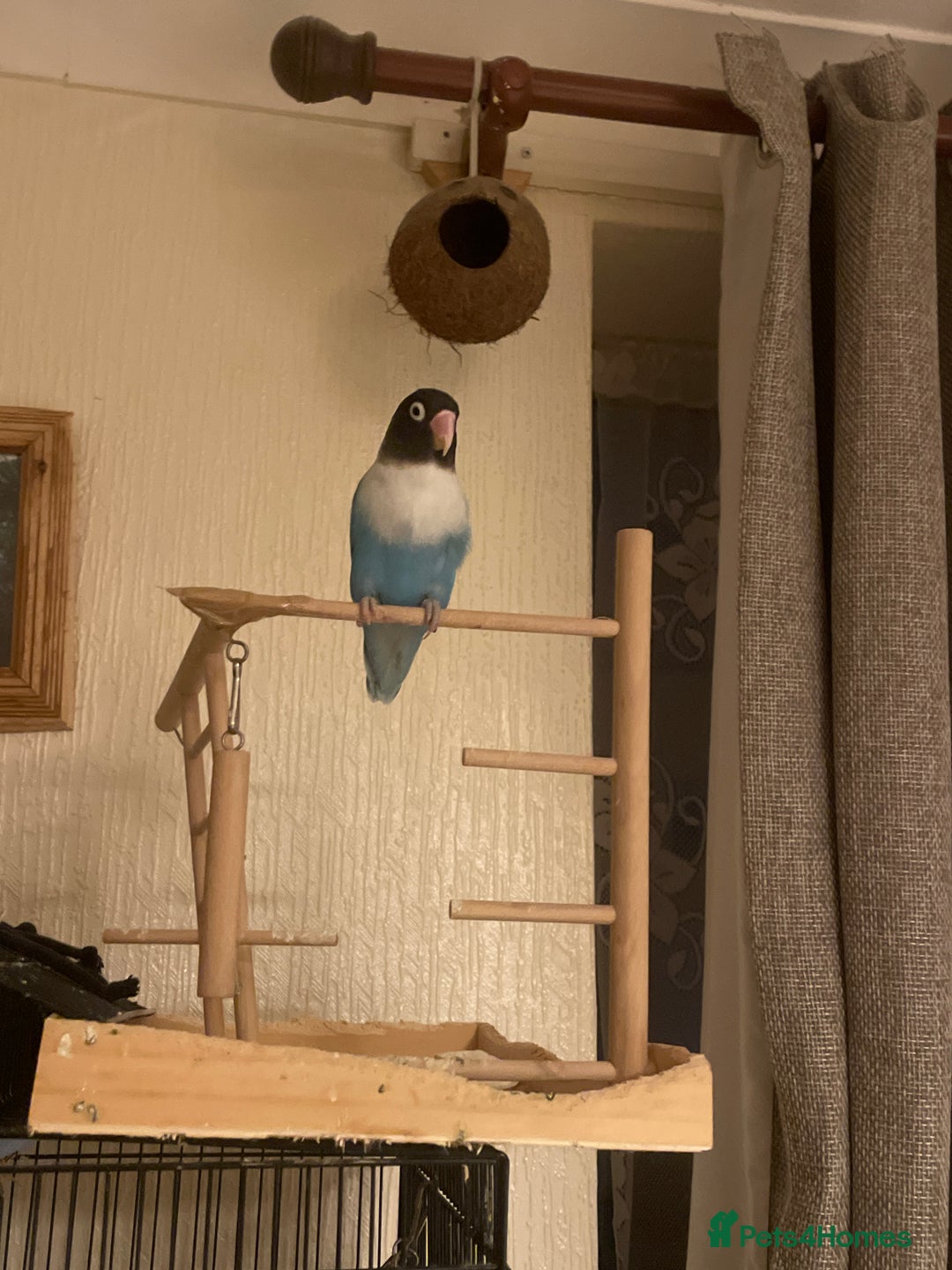 Lovebirds birds for sale: Gorgeous Lover Birds - Advert 4