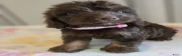 Cockapoo dogs for sale: Beautiful Cockapoo babies in Barnsley - Advert 5