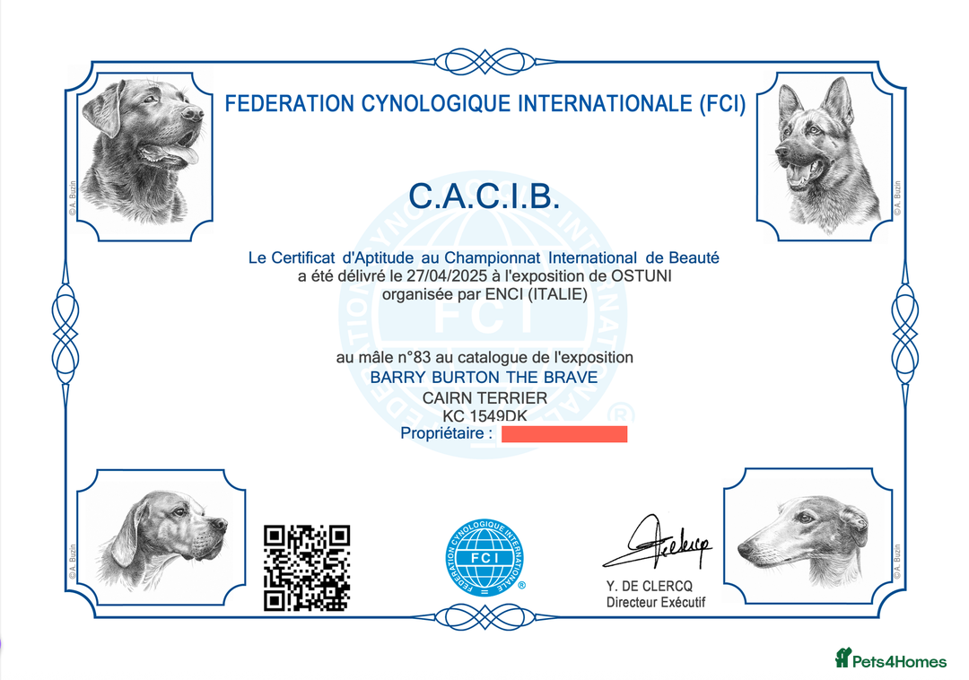 Cairn Terrier dogs for stud: Proven KC Registered Show Dog for Stud in Guildford - Advert 15
