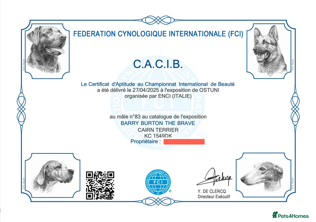 Cairn Terrier dogs for stud: Proven KC Registered Show Dog for Stud - Advert 15